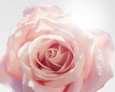 A close-up of a soft pink rose with delicate petals, gently illuminated by a soft light.