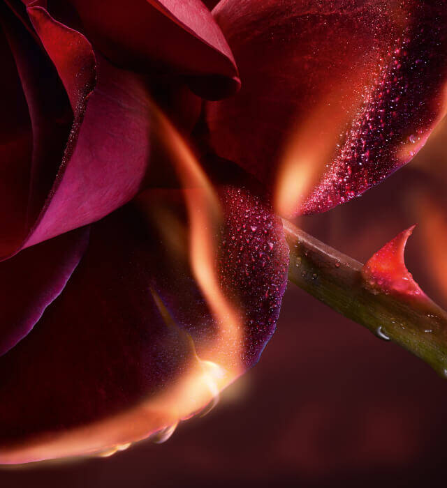 A close-up image of a red rose with droplets of water on its petals, juxtaposed with flames, creating a striking contrast between the elements of water and fire.