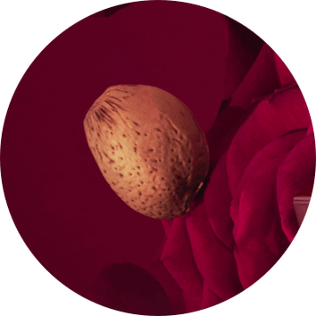 Migdał na tle intensywnych rożowych płatkow, podkreślający elegancję i naturalne piękno.