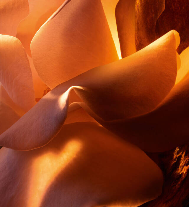 Close-up of a delicate rose petal illuminated by warm light, showcasing soft textures and gentle curves against a blurred background.