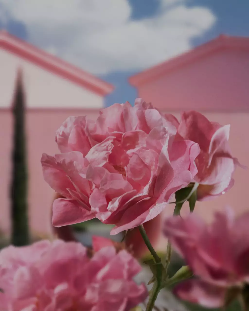 Domaine de la Rose Lancome