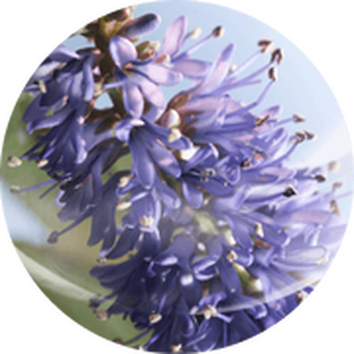 Kwiat o niebieskich płatkach, delikatnie oświetlony, skupiony na szczegołach i strukturze.