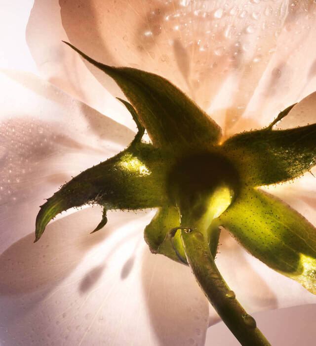 Close-up of a delicate flower with soft, translucent petals and a green stem, adorned with dew drops, creating a serene and luminous atmosphere.