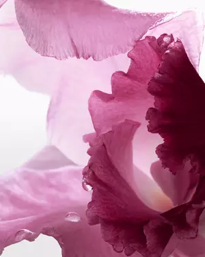 Ilustracja kwiatowej kompozycji zapachowej Lancome