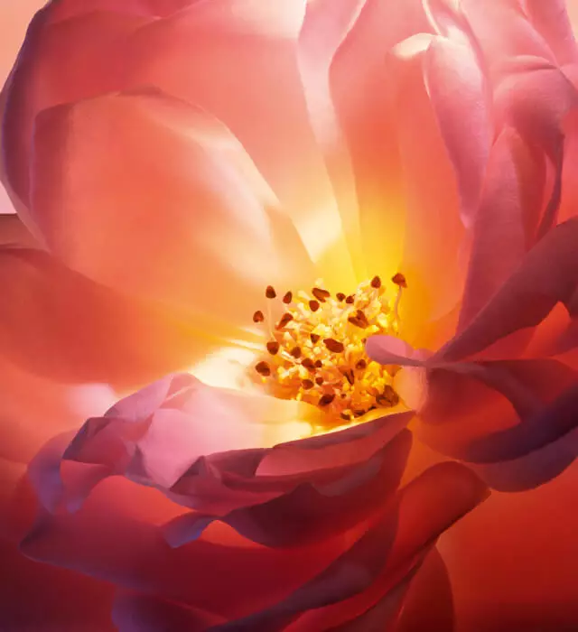 Close-up view of a softly illuminated flower petal, showcasing shades of pink and orange with delicate yellow stamens at the center.